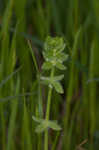 Piedmont bedstraw